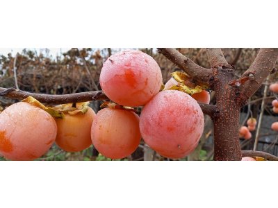 Diospyros x hybrida ´Sosnovskaya´ - hardy persimmon/ diospyros lotus