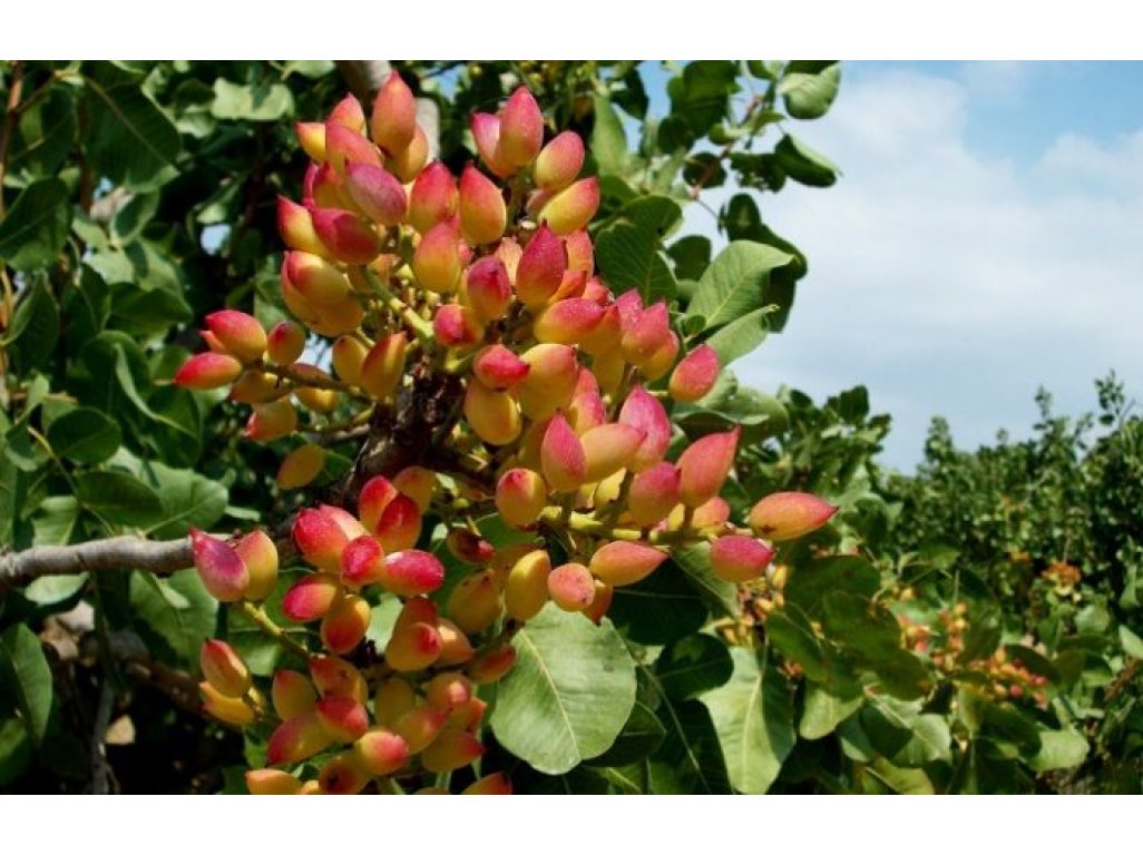 Pistacia vera cv. ´Aegina´ - female variety /Tree expedition August 2026