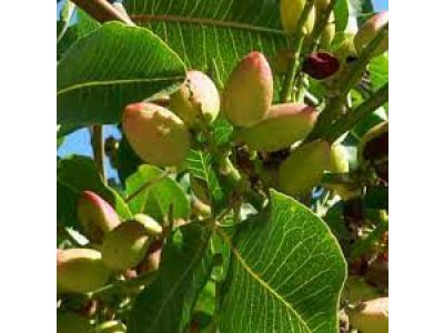 Pistacia vera ´Pontekes´ - female - female variety