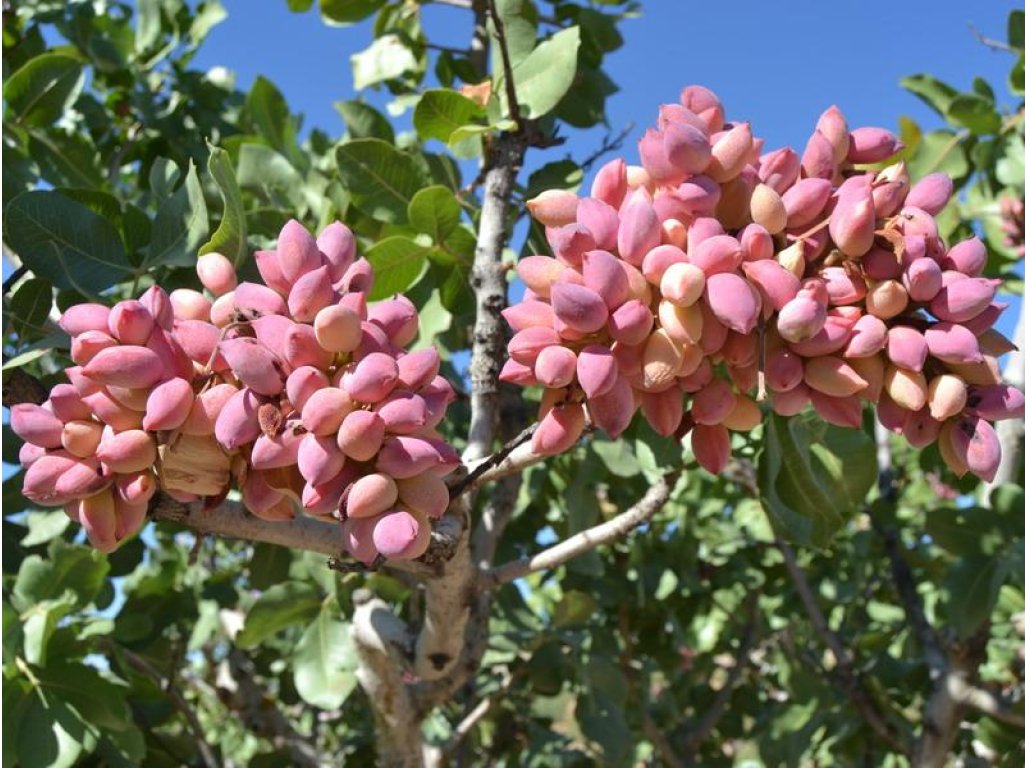 Pistacia vera ´Sirora´ - female - female variety
