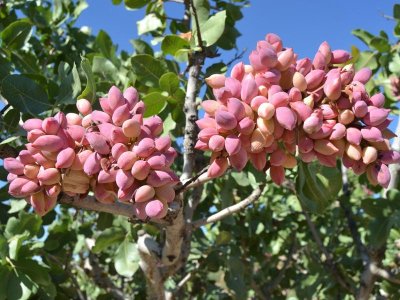 Pistacia vera ´Sirora´ - female - female variety