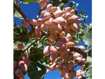 Pistacia vera 'Kerman' - female - female variety