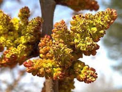 Pistacia vera cv. ´Peters´ - male pollinator plant /Tree expedition August 2026