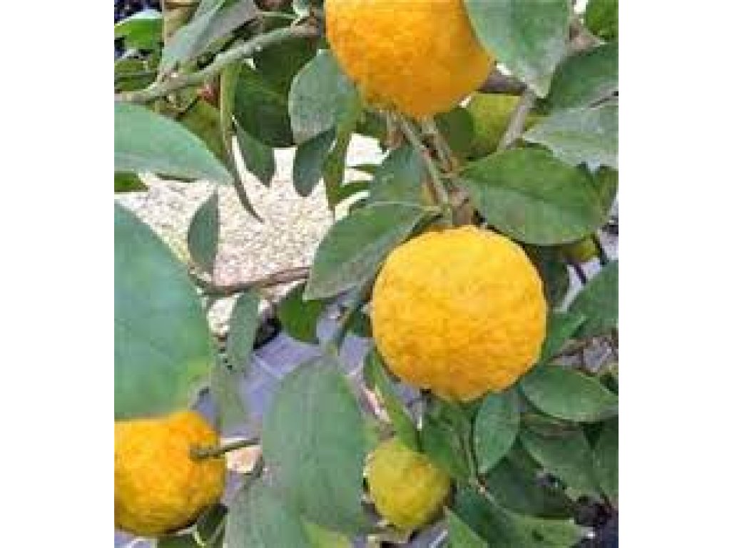 Citradia 'Eisenhut 139'