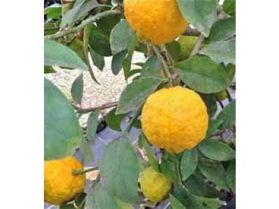 Citradia 'Eisenhut 139'