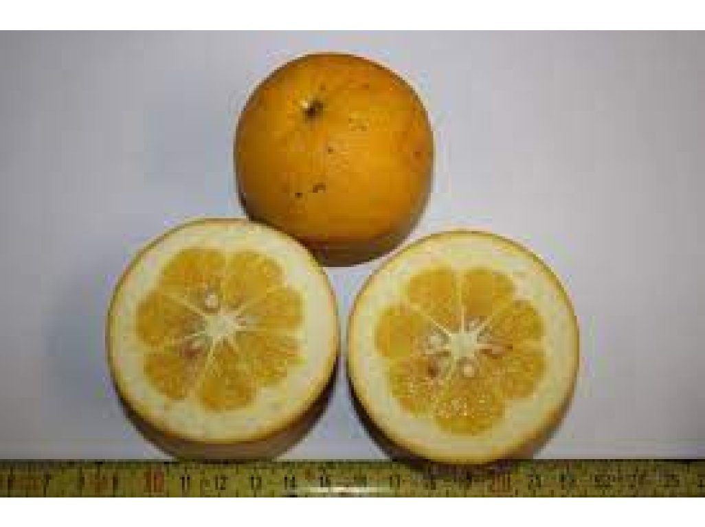 Citremon sp. 'Kovac'