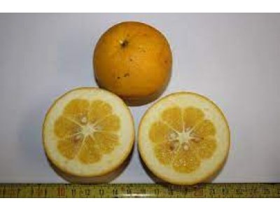 Citremon sp. 'Kovac'