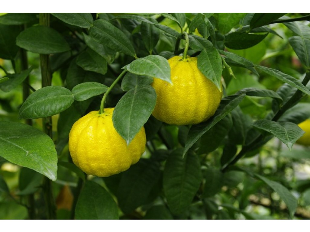 Citrus ichangensis 'ICHANG PAPEDA - IVIA' Swingle