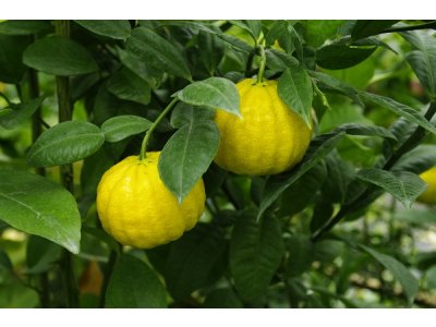 Citrus ichangensis 'ICHANG PAPEDA - IVIA' Swingle