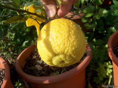 Citrus ichangensis 'Violetta'