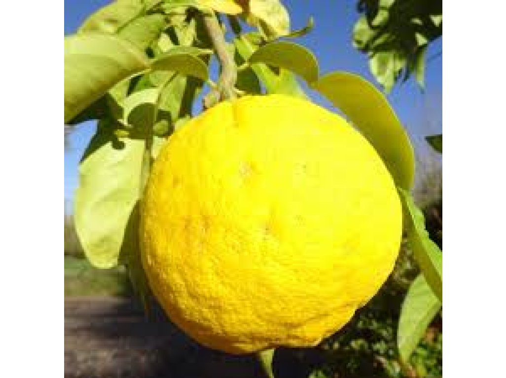 Citrus ichangensis × maxima 'Ichang lemon 153'