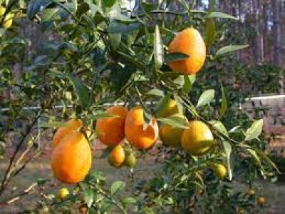 Citrus sp. 'Ichangquat'