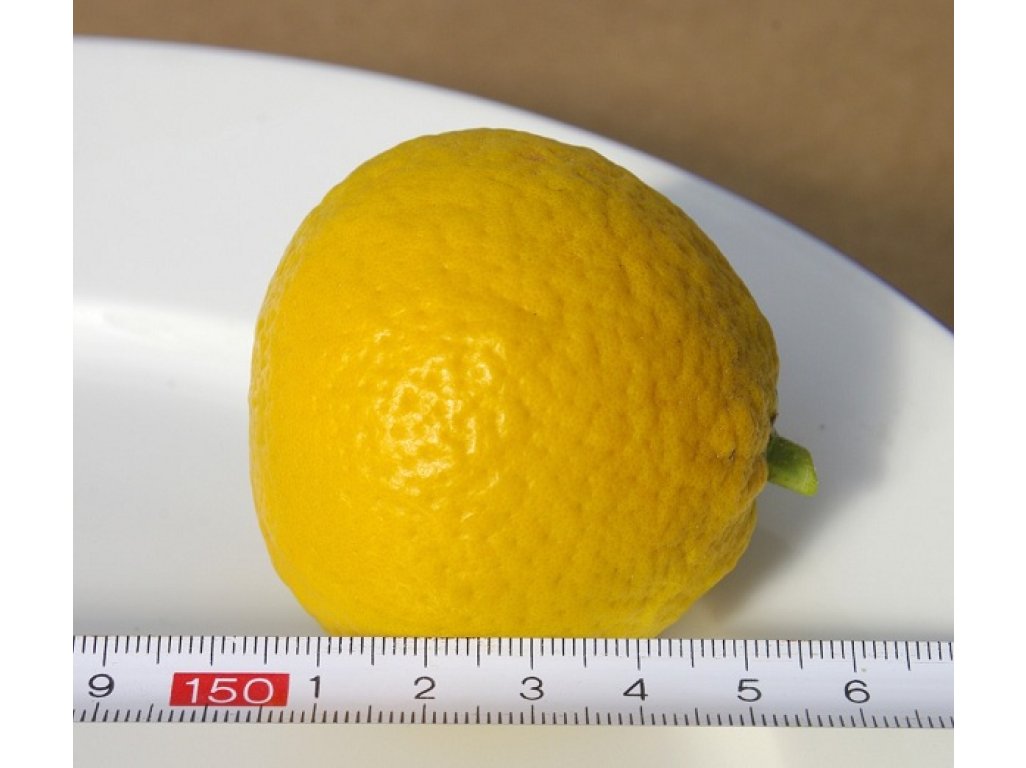 Citrus sp. 'Trifeola'