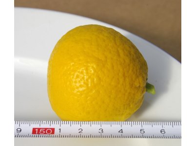 Citrus sp. 'Trifeola'