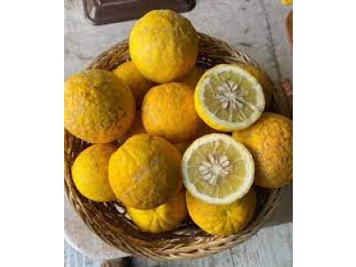 Citrus wilsonii 'Ichang Lemon' (CRC1215)