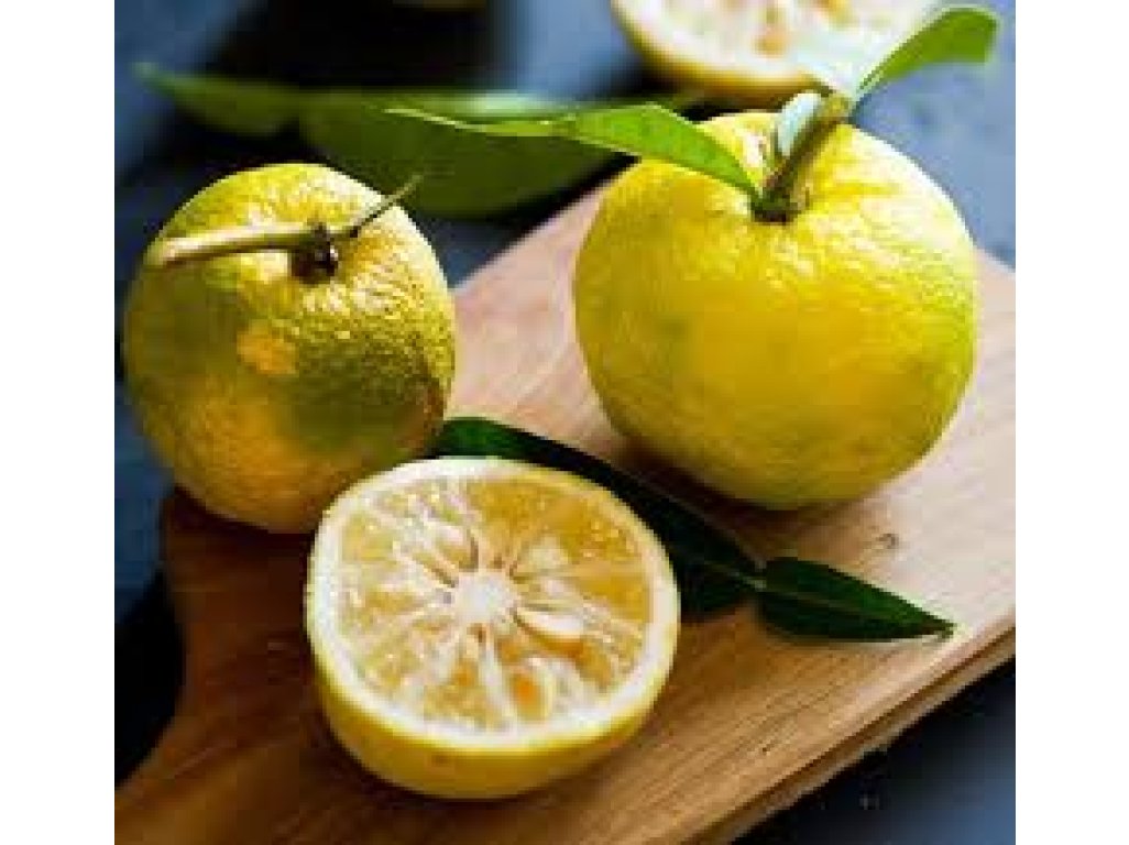 Citrus sp. 'Yuzu No1' (Citrus junos)