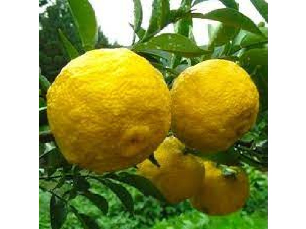 Citrus sp. 'Yuzu No3' (Citrus junos)