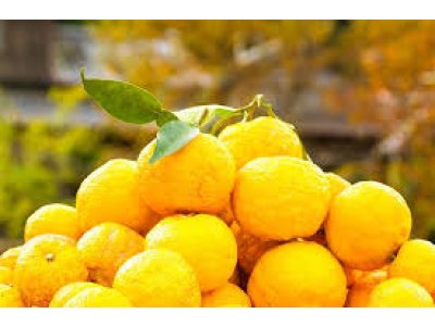 Hardy citrus | Hardy Persimmons