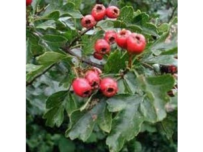 Crataegus monogyna - (One-seeded hawthorn)