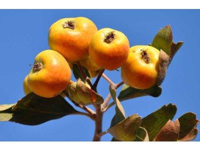 Crataegus azarolus 'Italian White' - Mediterranean hawthorn