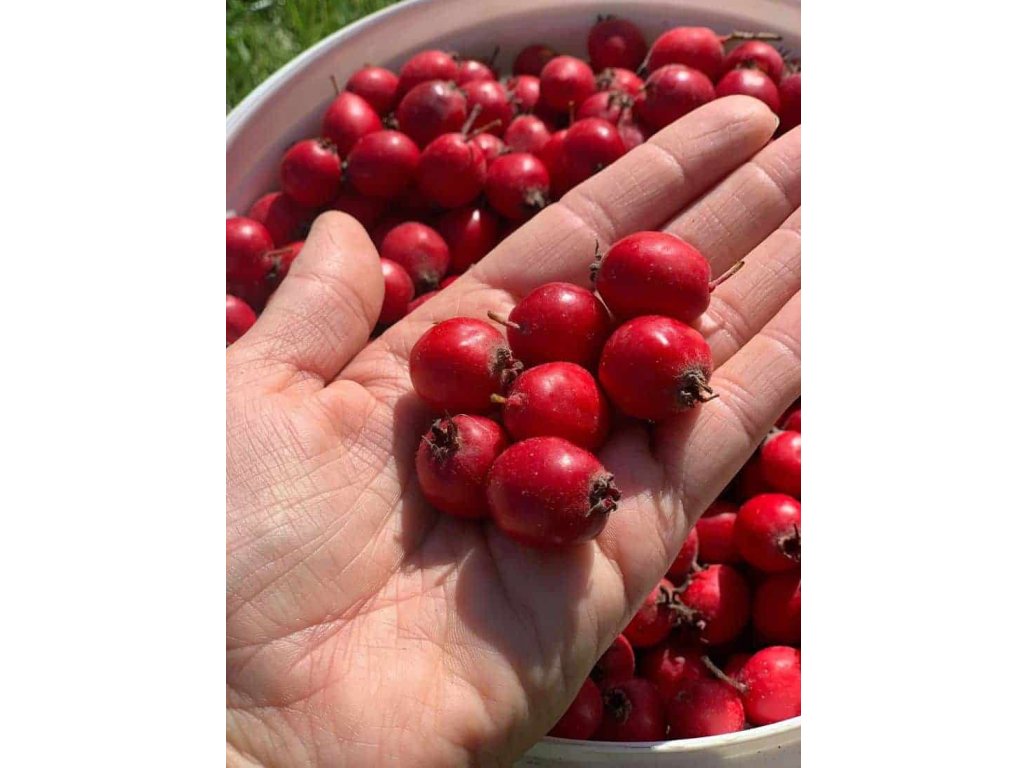 Crataegus macrocarpa 'Gabaryt' - large-fruited hawthorn