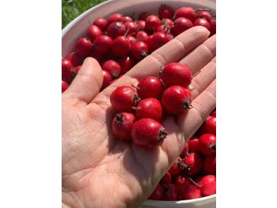 Crataegus macrocarpa 'Gabaryt' - large-fruited hawthorn