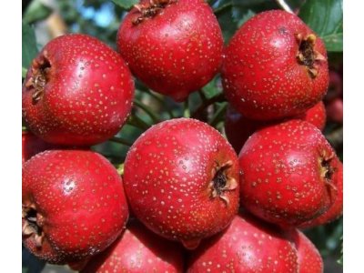 Crataegus pinnatifida 'Early Mao Mao' - big fruit hawthorn