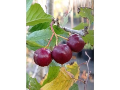 Crataegus schraderiana - cherry hawthorn