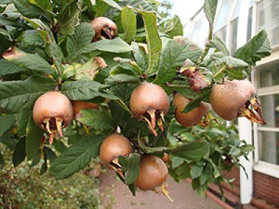 Mespilus germanica ´Nottingham´ - german medlar