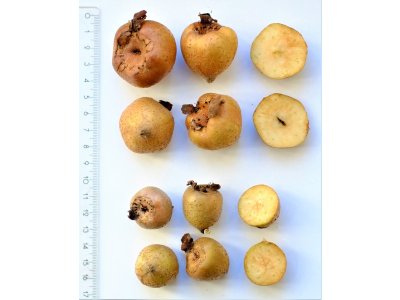 Mespilus germanica ´Apyrena´ - german medlar