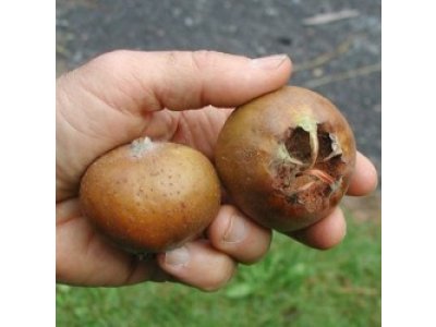 Mespilus germanica ´Boom en Vrucht´ - german medlar