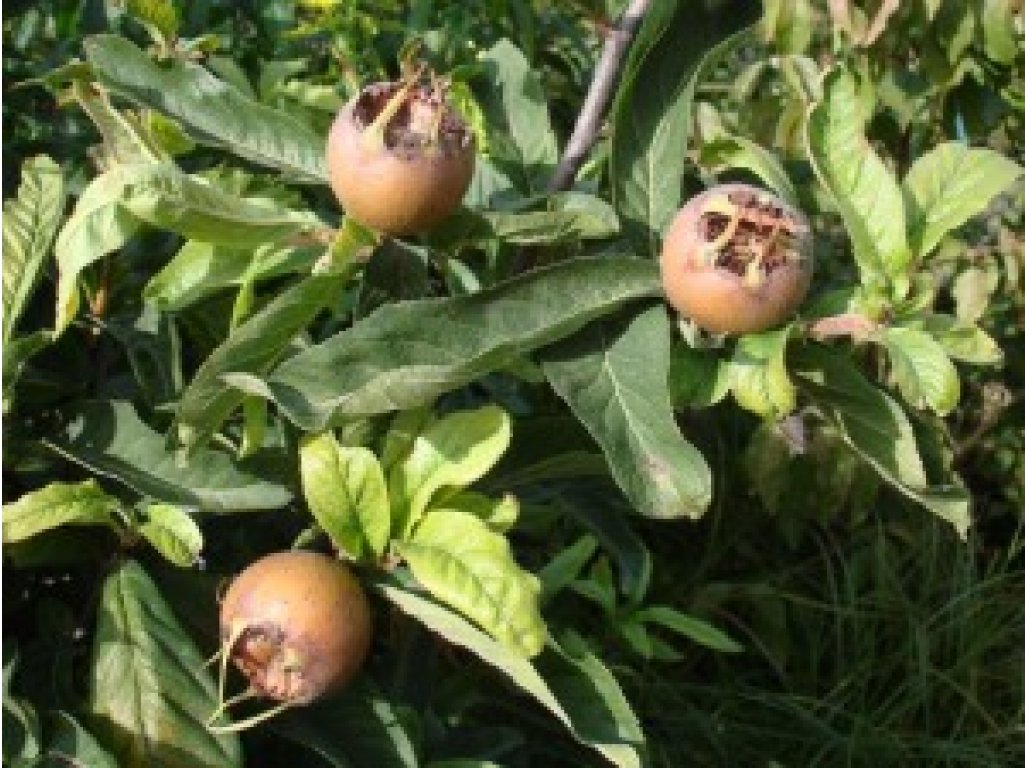 Mespilus germanica ´Dutch Giant´ - german medlar