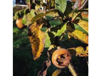 Mespilus germanica ´Macrocarpa´ - german medlar