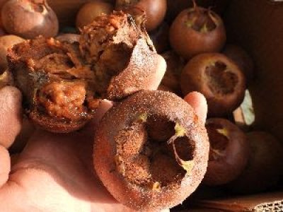 Mespilus germanica ´Mispel von Metz´ - german medlar