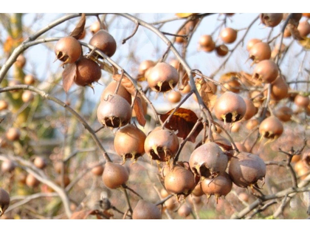 Mespilus germanica ´Moravske Lieskove´ - german medlar