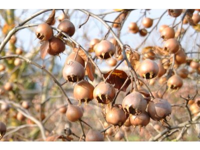Mespilus germanica ´Moravske Lieskove´ - german medlar