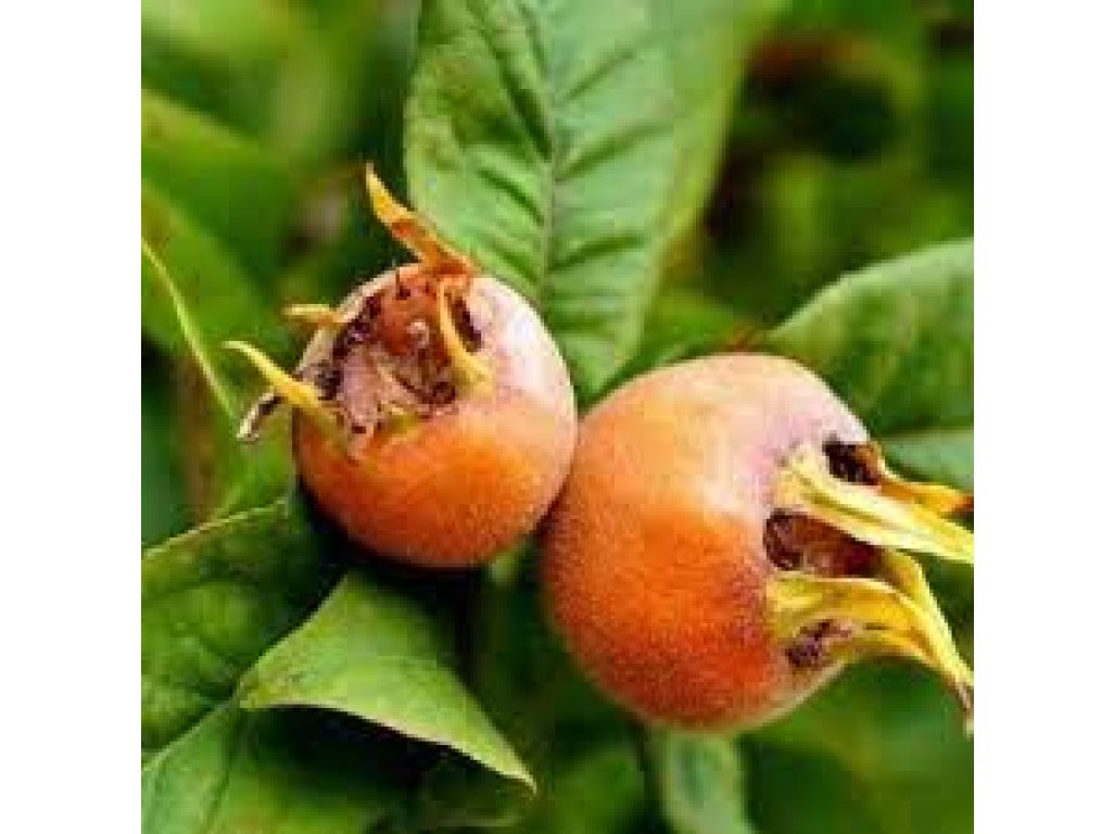 Mespilus germanica ´Szentesi Rózsa´ - german medlar