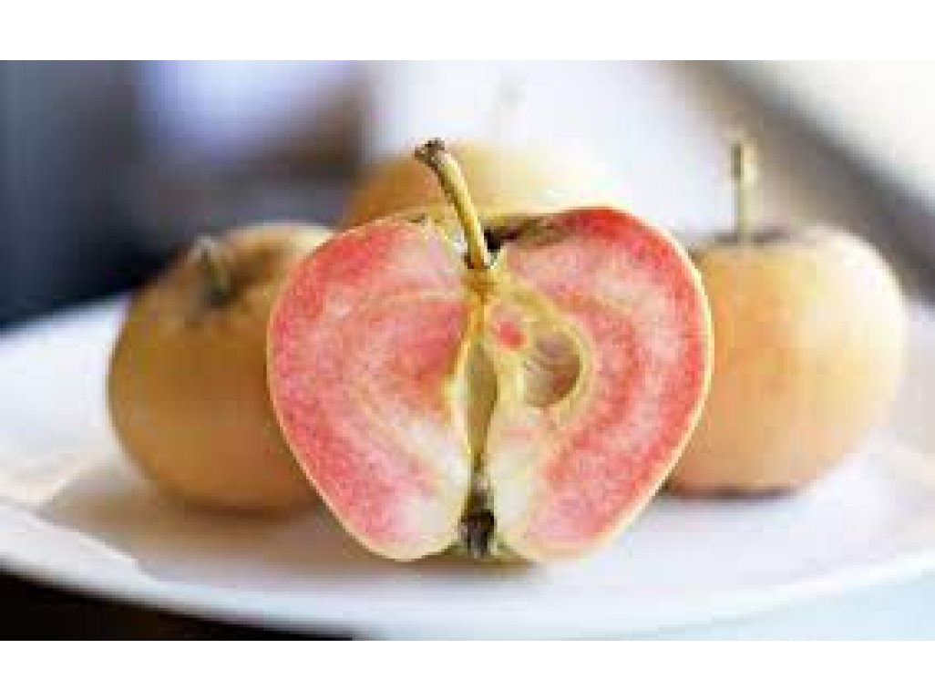 Malus domestica 'Pink Pearl' - RARE