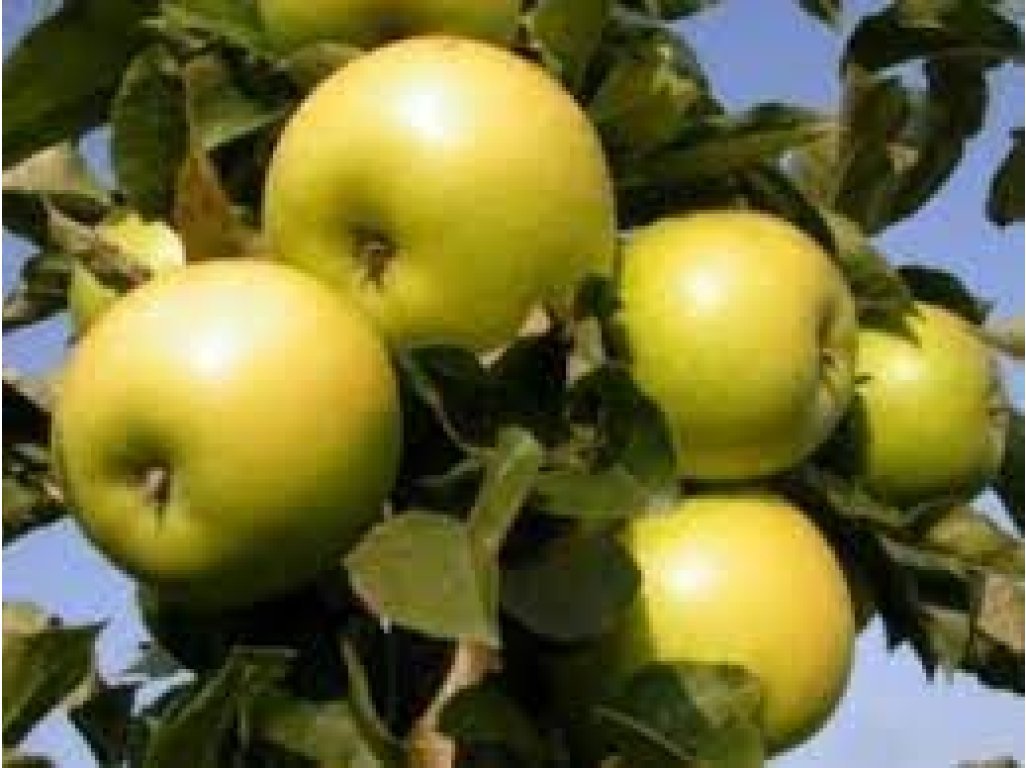 Malus domestica 'Goldlane' - columnar apple tree
