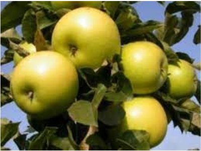 Malus domestica 'Goldlane' - columnar apple tree