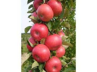 Malus domestica 'Rumba' - columnar apple tree