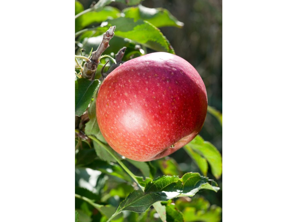 Malus domestica ´Redspring´ - columnar apple tree