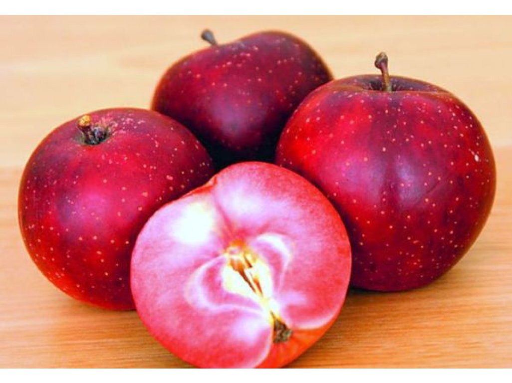 Malus domestica ´Baya Marisa´ - early winter variety with red flesh