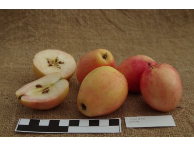Malus domestica 'Ceska Pochoutka' - winter variety