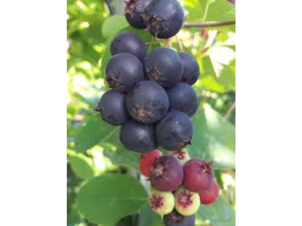 Amelanchier alnifolia 'Honewood' - saskatoon berry