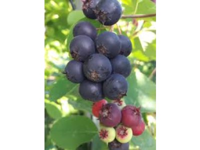 Amelanchier alnifolia 'Honewood' - saskatoon berry