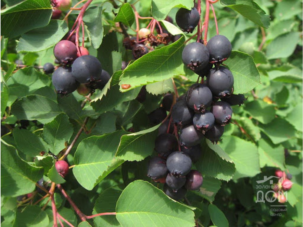 Amelanchier alnifolia 'Krasnojarskaja' - saskatoon berry