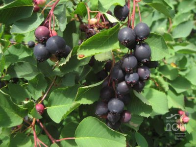 Amelanchier alnifolia 'Krasnojarskaja' - saskatoon berry