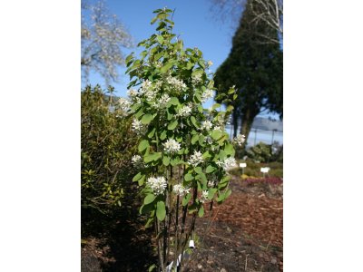 Amelanchier alnifolia 'Obelisk' - saskatoon berry
