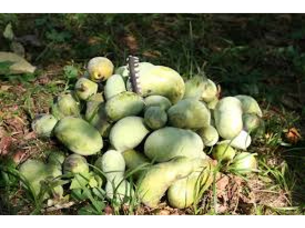 Asimina triloba - seedling - - paw-paw (indian banane)